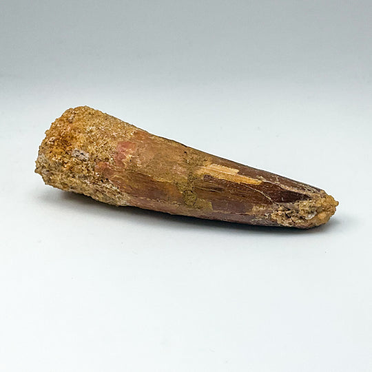 Fossilized Spinosaurus Tooth Specimen