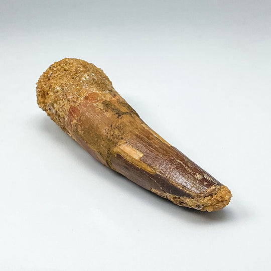 Fossilized Spinosaurus Tooth Specimen