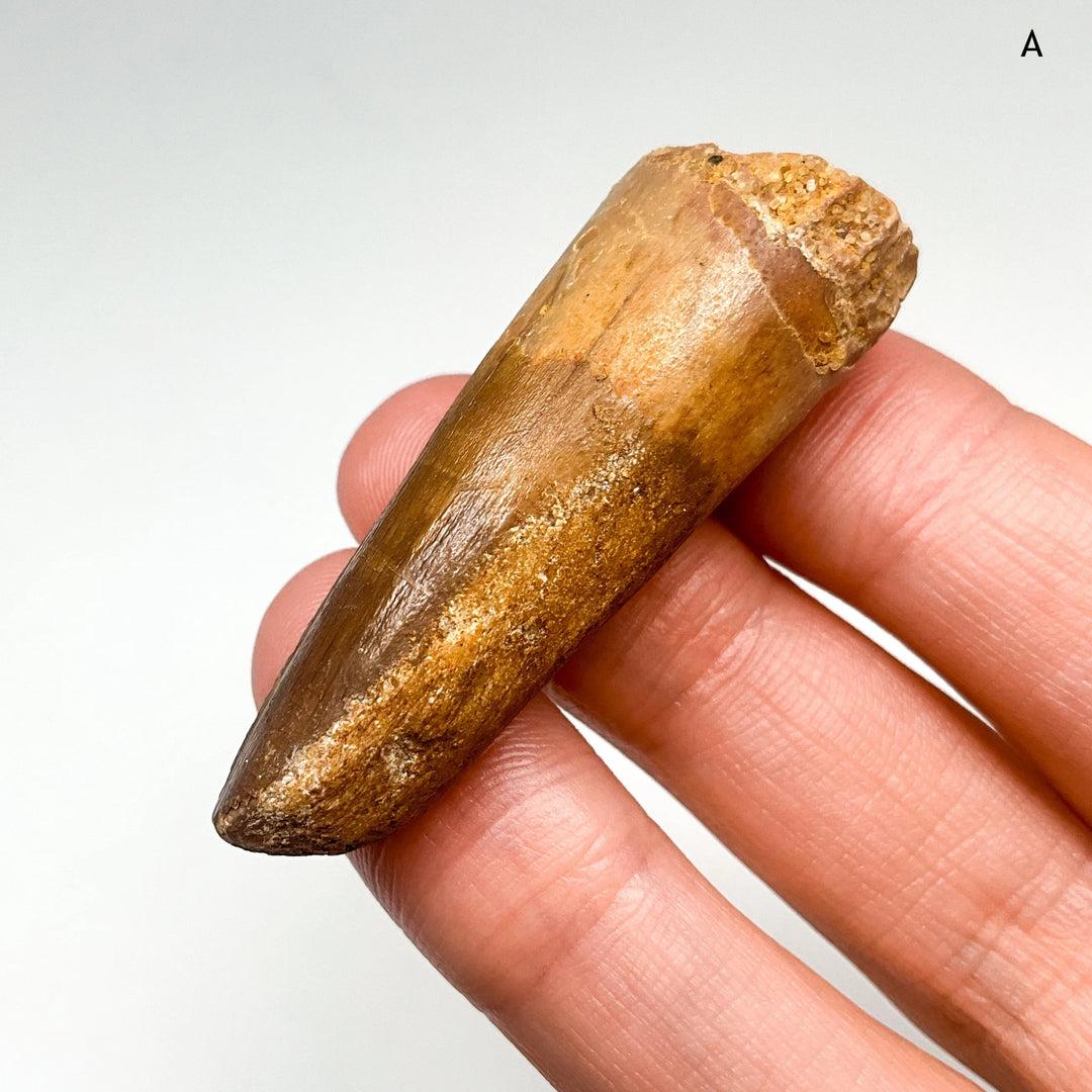 Fossilized Spinosaurus Tooth Specimen