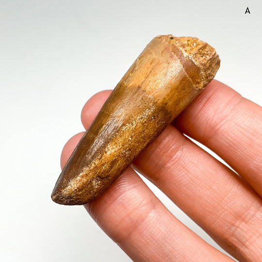 Fossilized Spinosaurus Tooth Specimen
