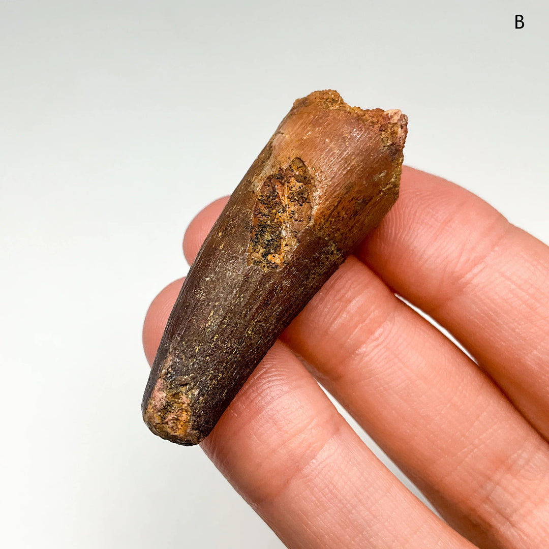 Fossilized Spinosaurus Tooth Specimen