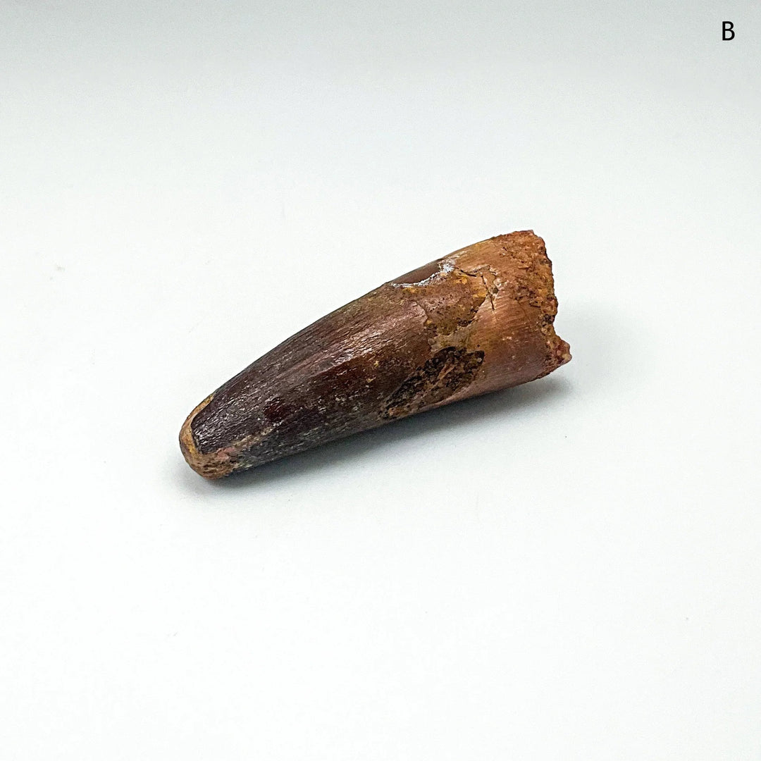 Fossilized Spinosaurus Tooth Specimen