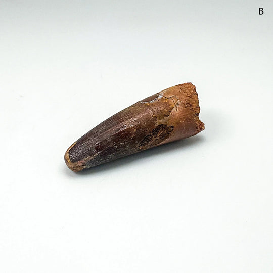 Fossilized Spinosaurus Tooth Specimen