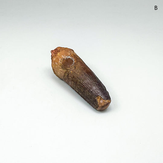 Fossilized Spinosaurus Tooth Specimen