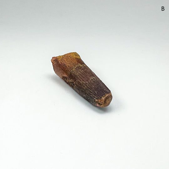 Fossilized Spinosaurus Tooth Specimen