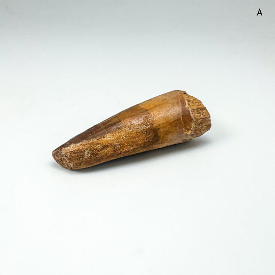 Fossilized Spinosaurus Tooth Specimen