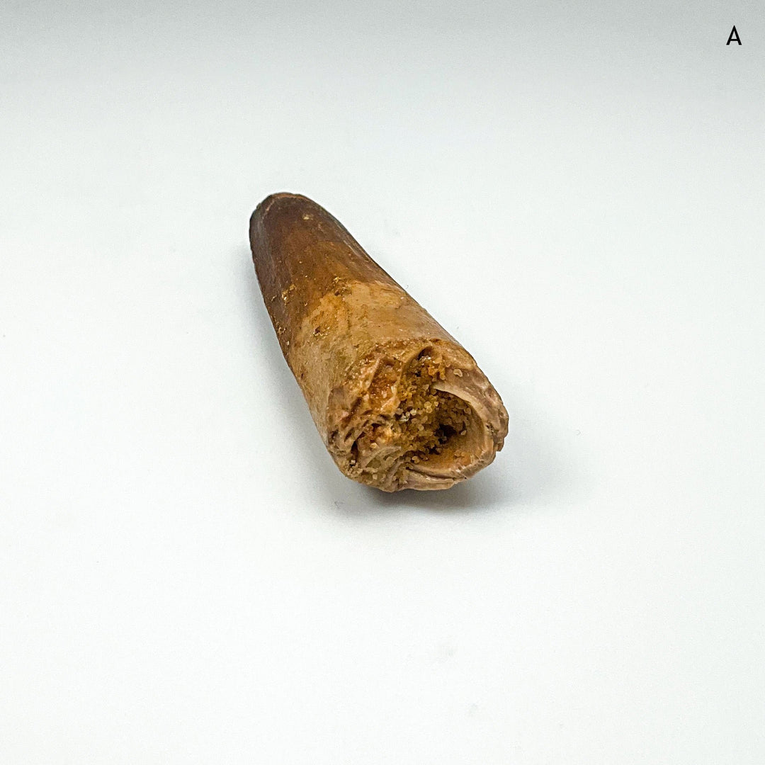 Fossilized Spinosaurus Tooth Specimen