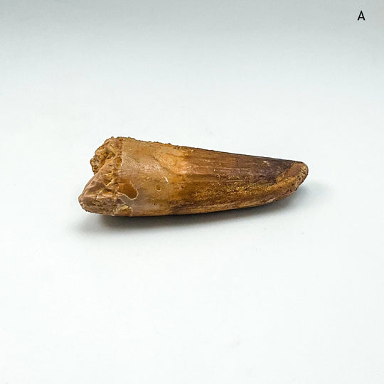 Fossilized Spinosaurus Tooth Specimen