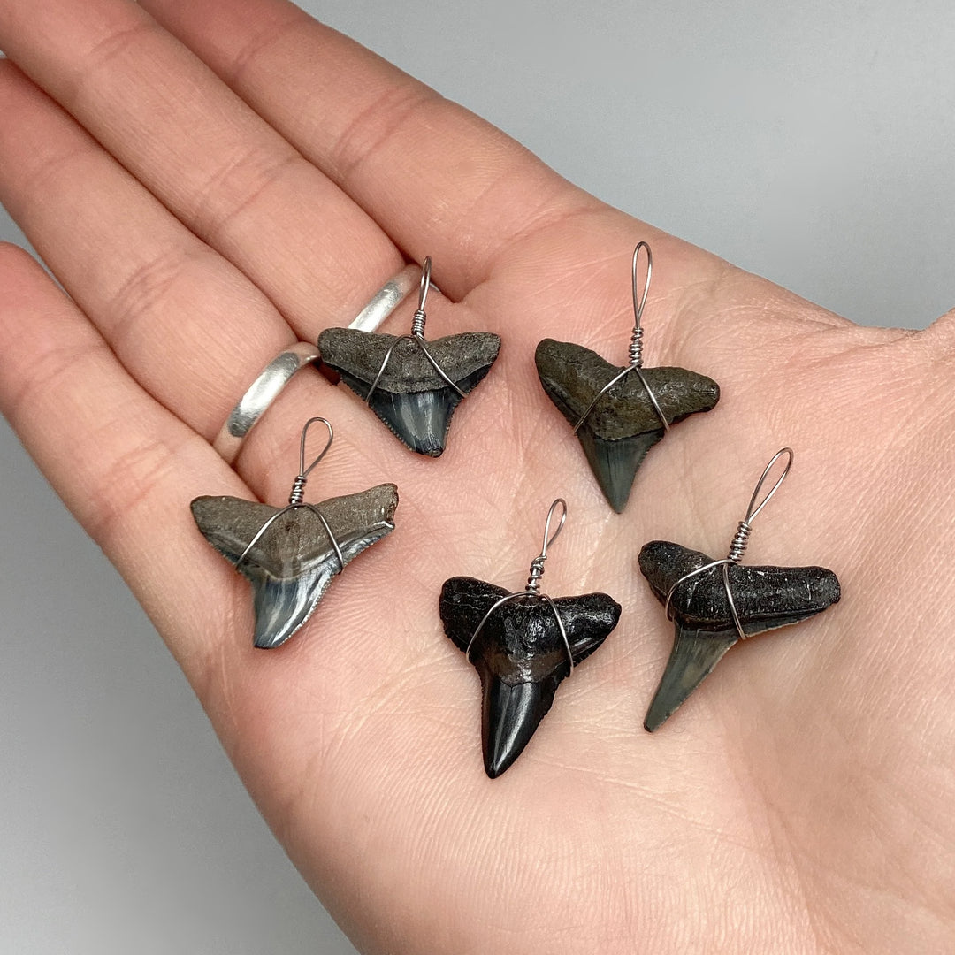 Shark Tooth Fossil Wire Wrapped Necklace - Rocks and Gems Canada