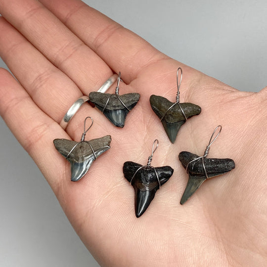 Shark Tooth Fossil Wire Wrapped Necklace - Rocks and Gems Canada