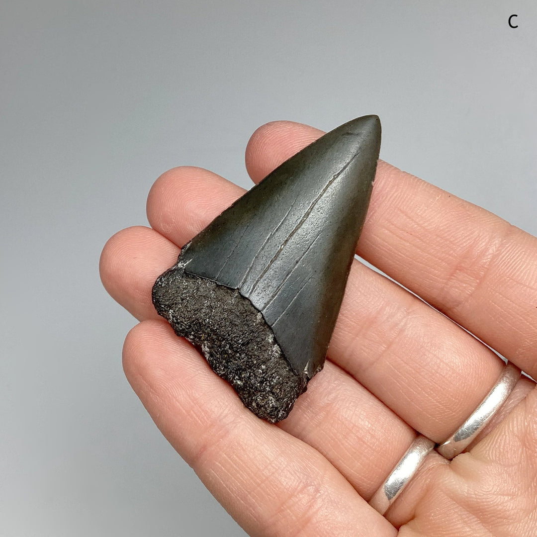 Fossilized Shark Tooth Specimen: Extinct Great White Shark - Rocks and Gems Canada