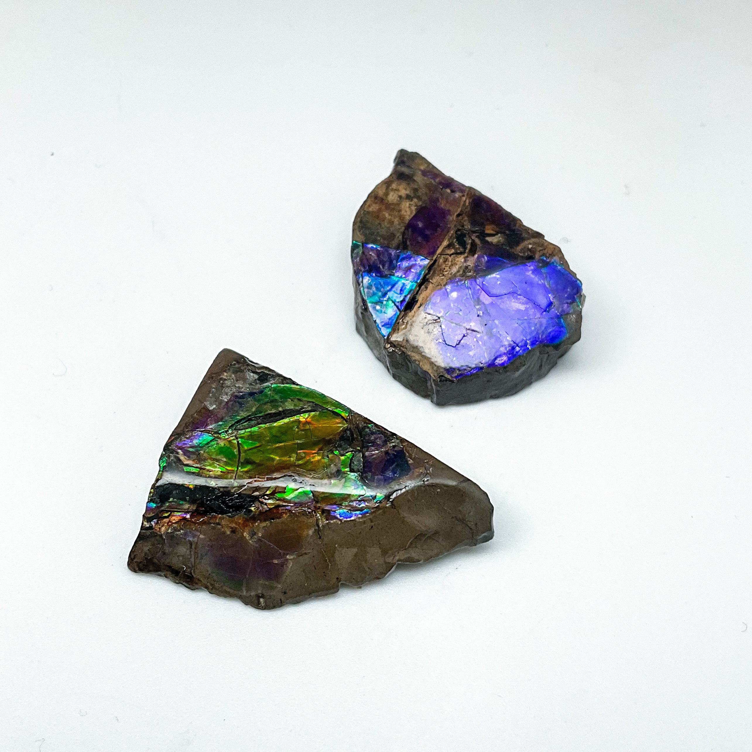 Ammolite Specimen - Rocks and Gems Canada