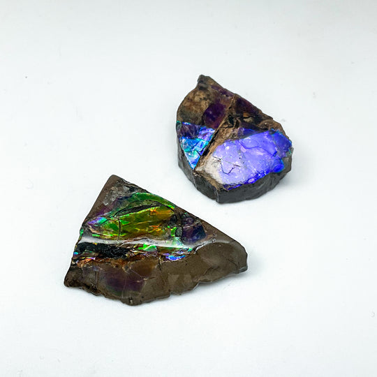 Ammolite Specimen