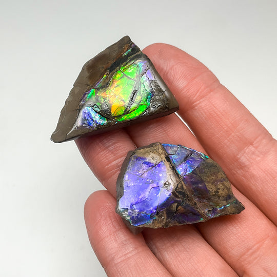 Ammolite Specimen