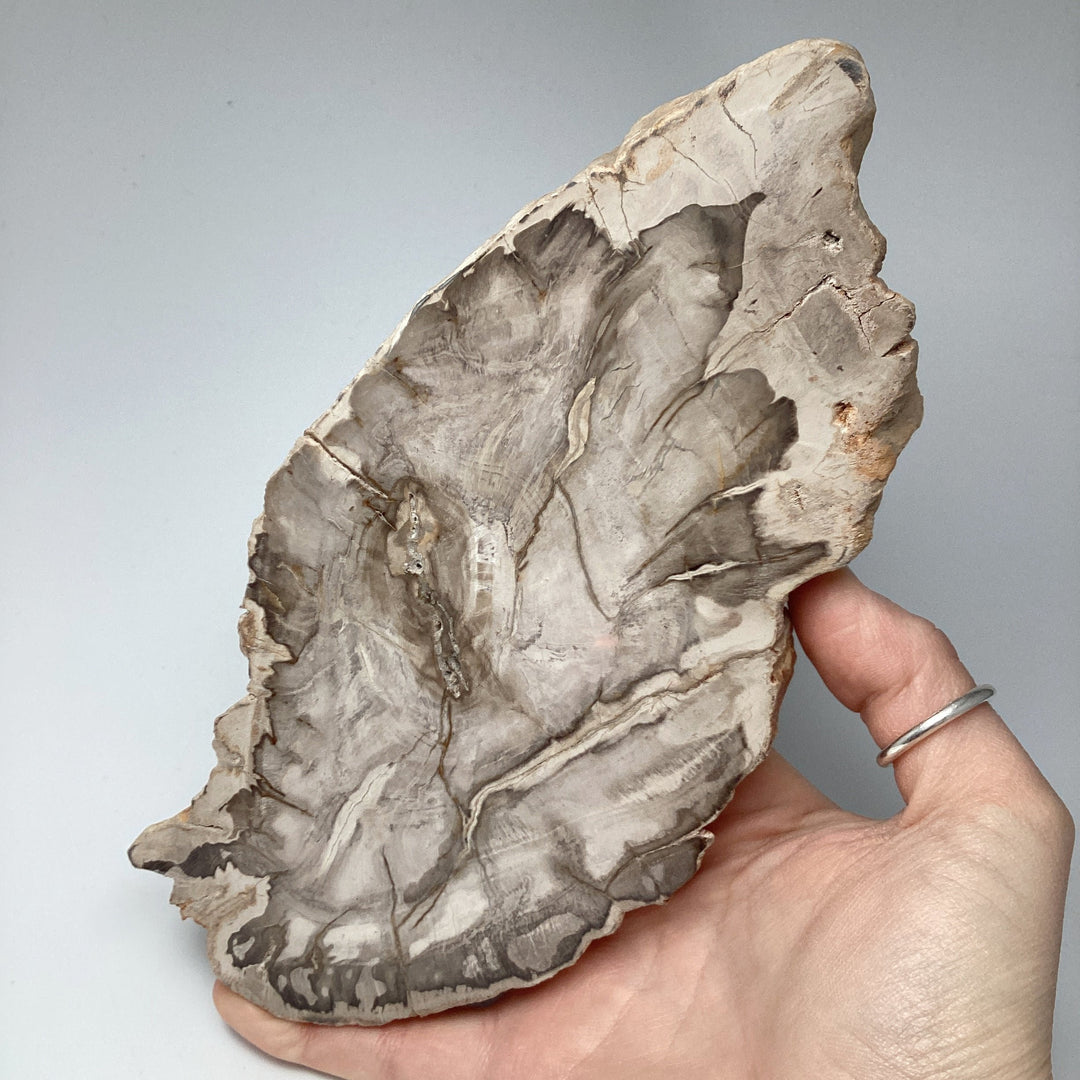 Araucaria Petrified Wood Slice - Rocks and Gems Canada