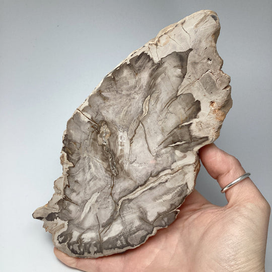 Araucaria Petrified Wood Slice - Rocks and Gems Canada