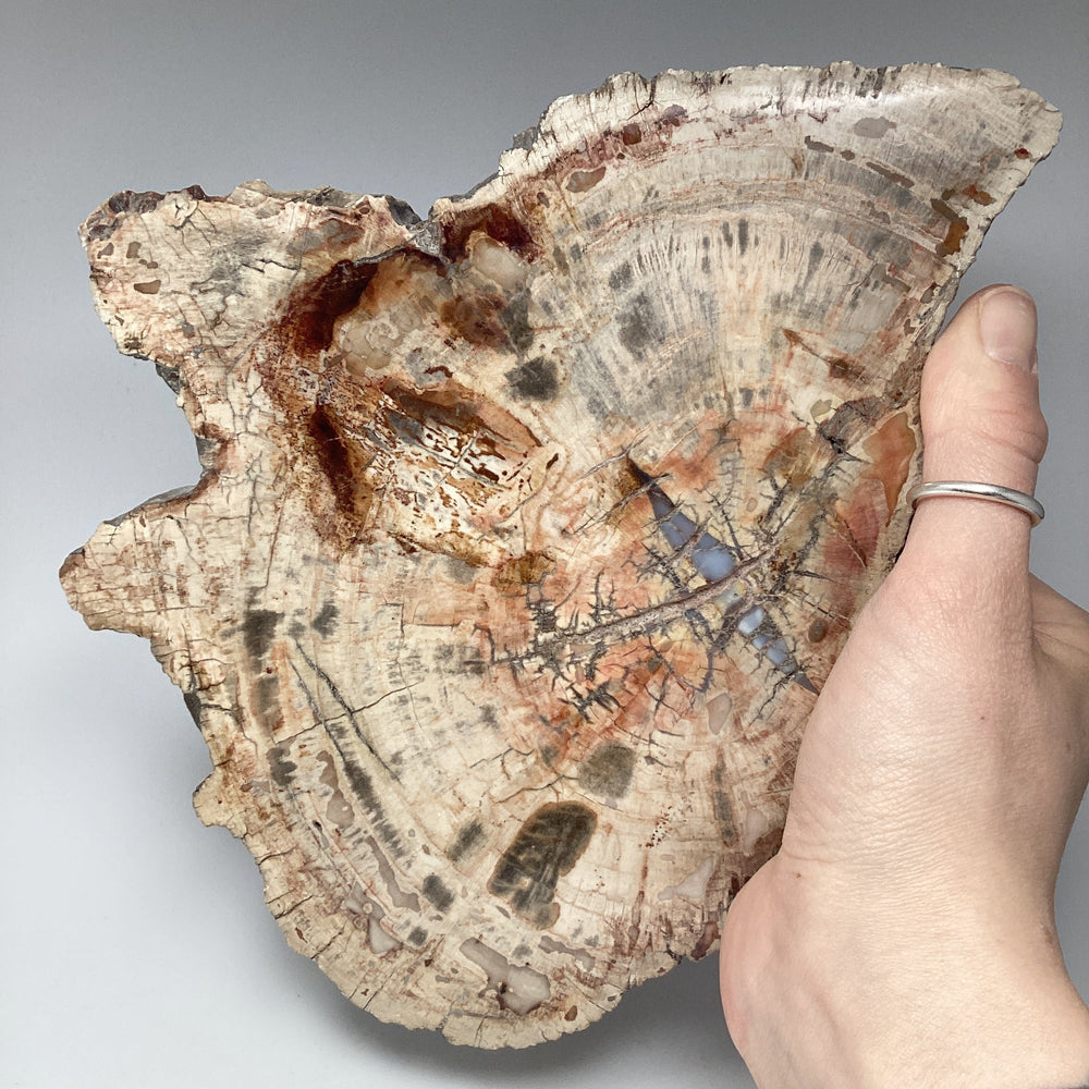 Araucaria Petrified Wood Slice - Rocks and Gems Canada