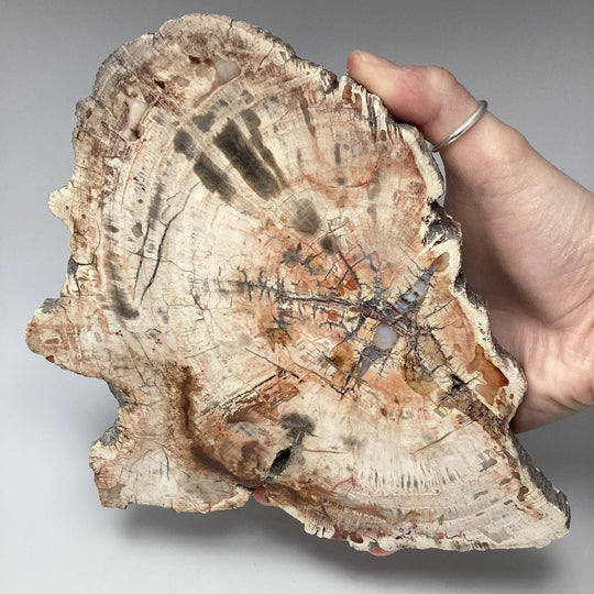 Araucaria Petrified Wood Slice - Rocks and Gems Canada
