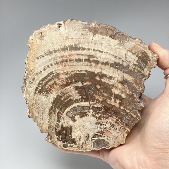 Araucaria Petrified Wood Slice - Rocks and Gems Canada