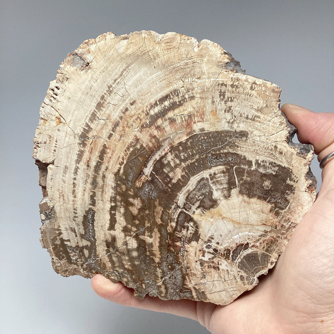 Araucaria Petrified Wood Slice - Rocks and Gems Canada