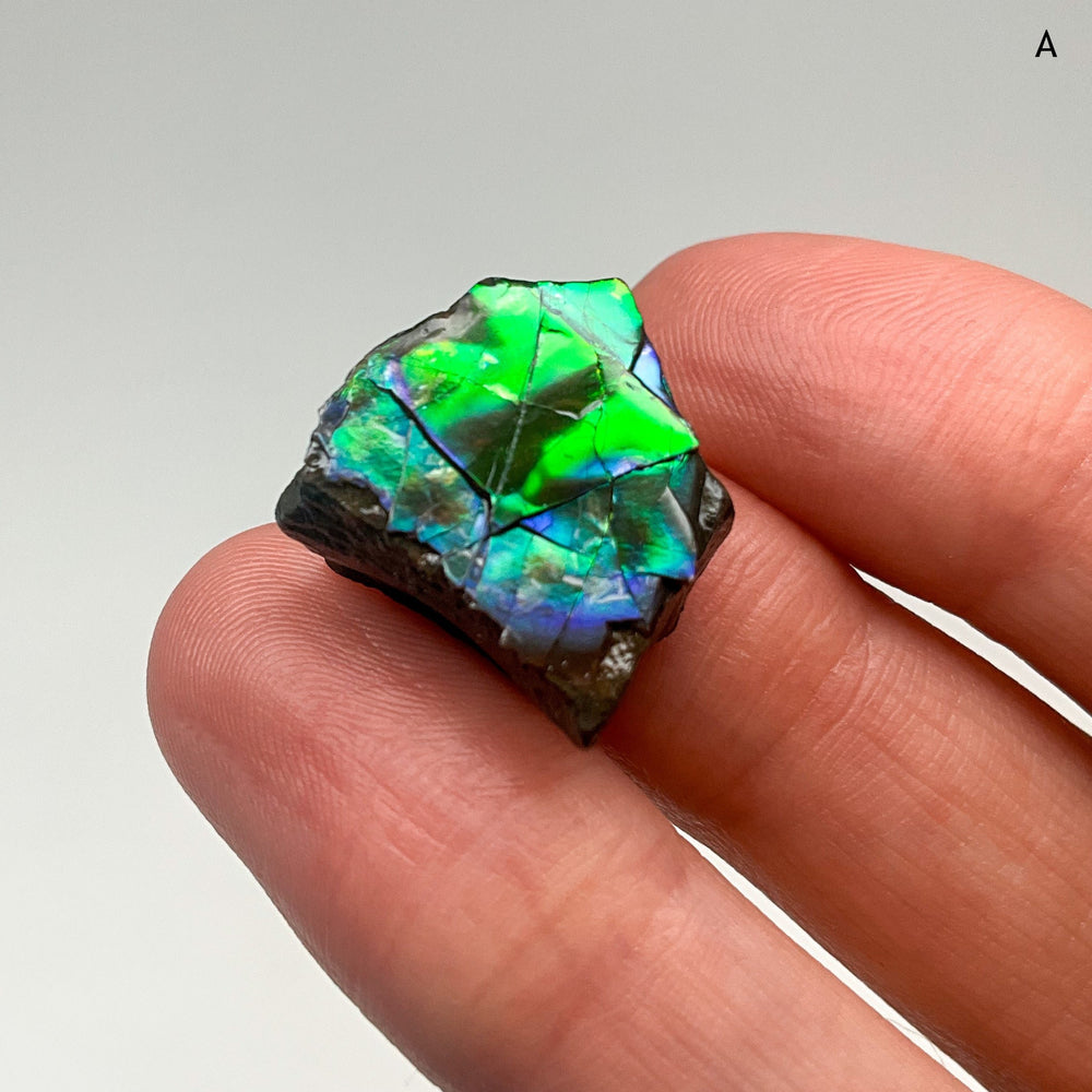 Ammolite Specimen