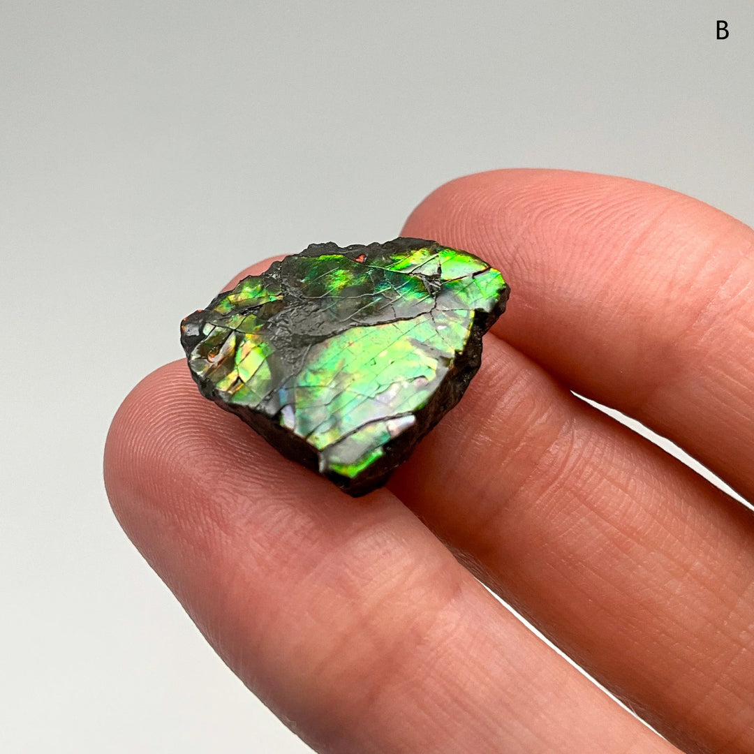Ammolite Specimen