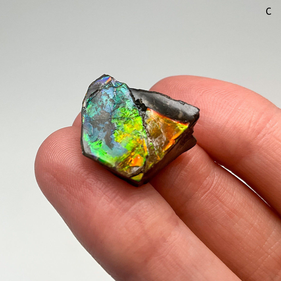 Ammolite Specimen
