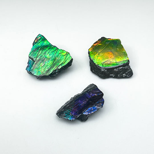 Ammolite Specimen (Copy) - Rocks and Gems Canada