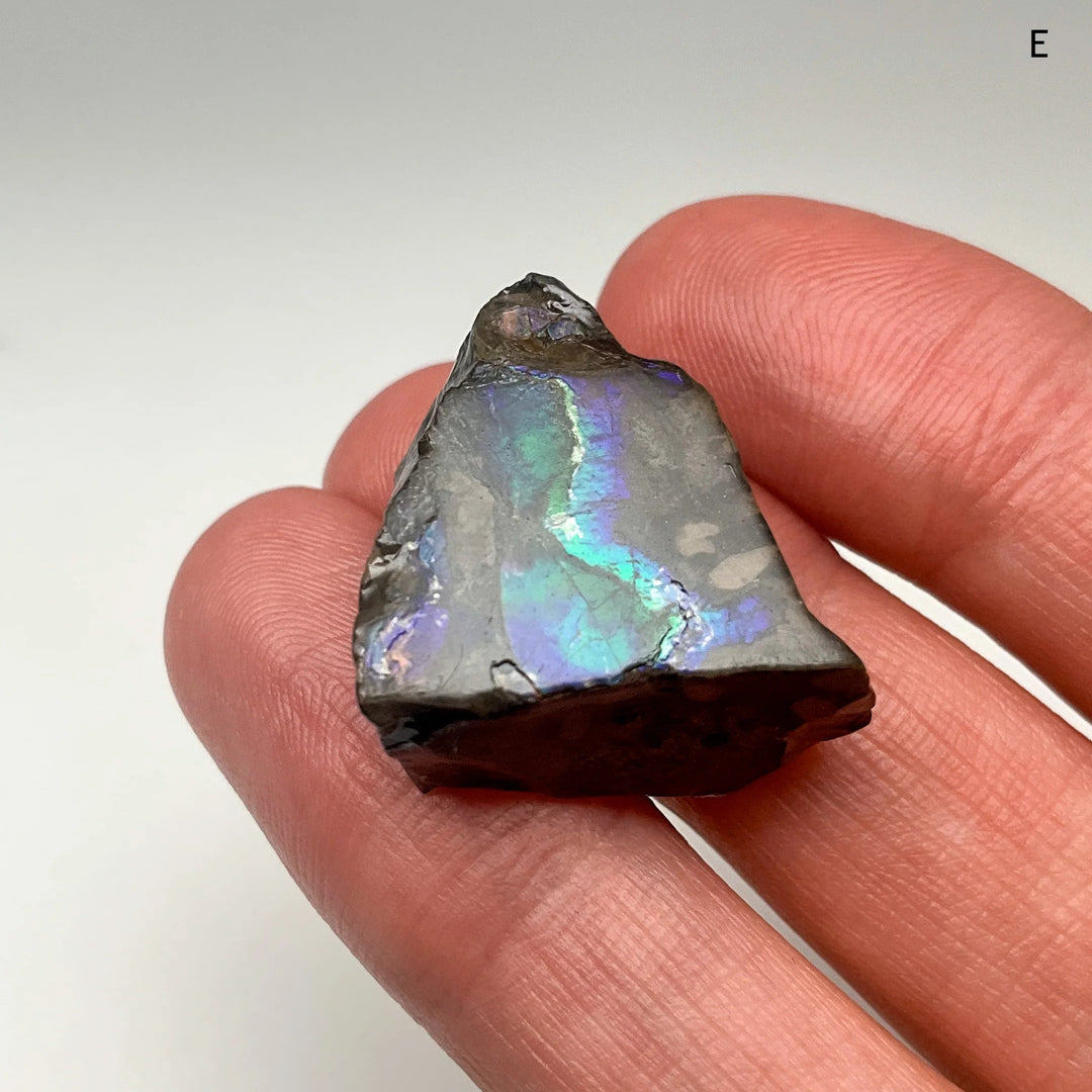 Ammolite Specimen (Copy) - Rocks and Gems Canada