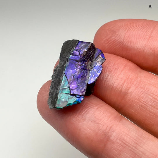 Ammolite Specimen (Copy) - Rocks and Gems Canada