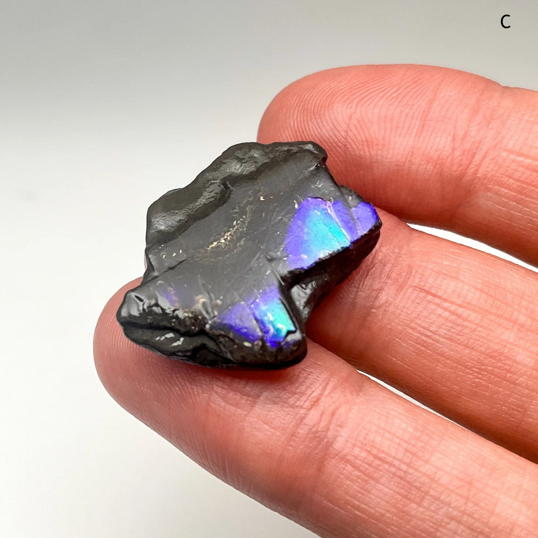 Ammolite Specimen (Copy) - Rocks and Gems Canada