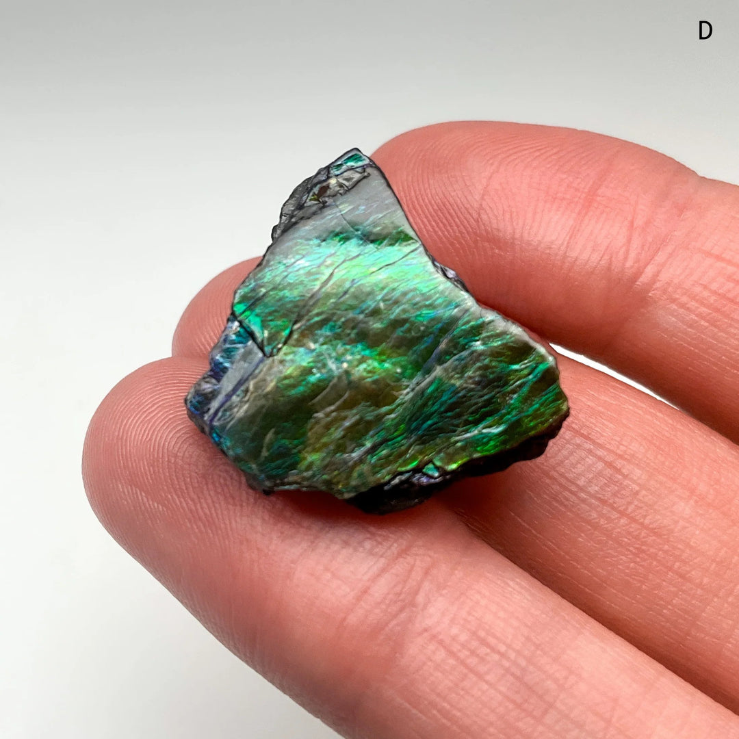 Ammolite Specimen (Copy) - Rocks and Gems Canada