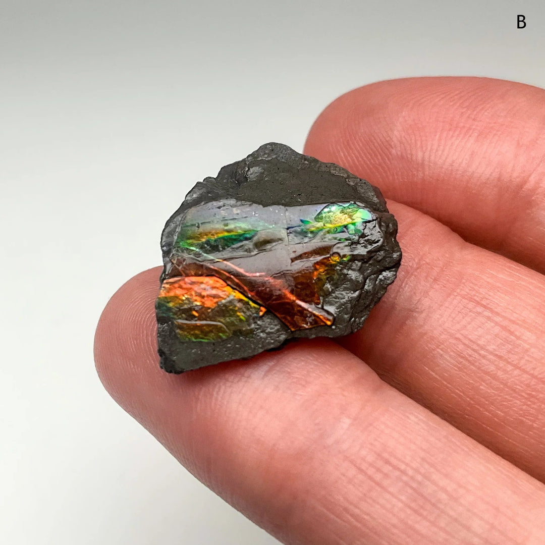 Ammolite Specimen (Copy) - Rocks and Gems Canada