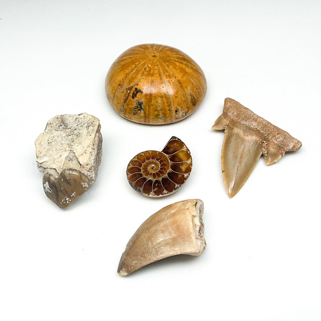 Fossil Gift Bundle
