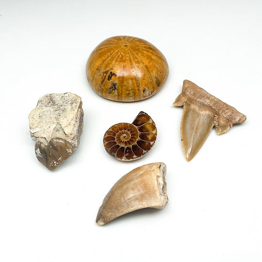 Fossil Gift Bundle