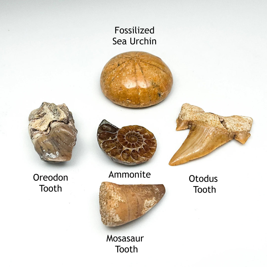 Fossil Gift Bundle