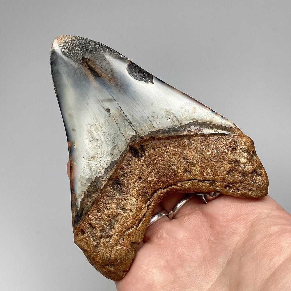 Fossilized Shark Tooth Specimen: Carcharodon Megalodon - Rocks and Gems Canada