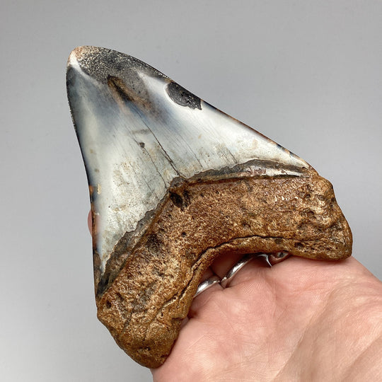Fossilized Shark Tooth Specimen: Carcharodon Megalodon - Rocks and Gems Canada