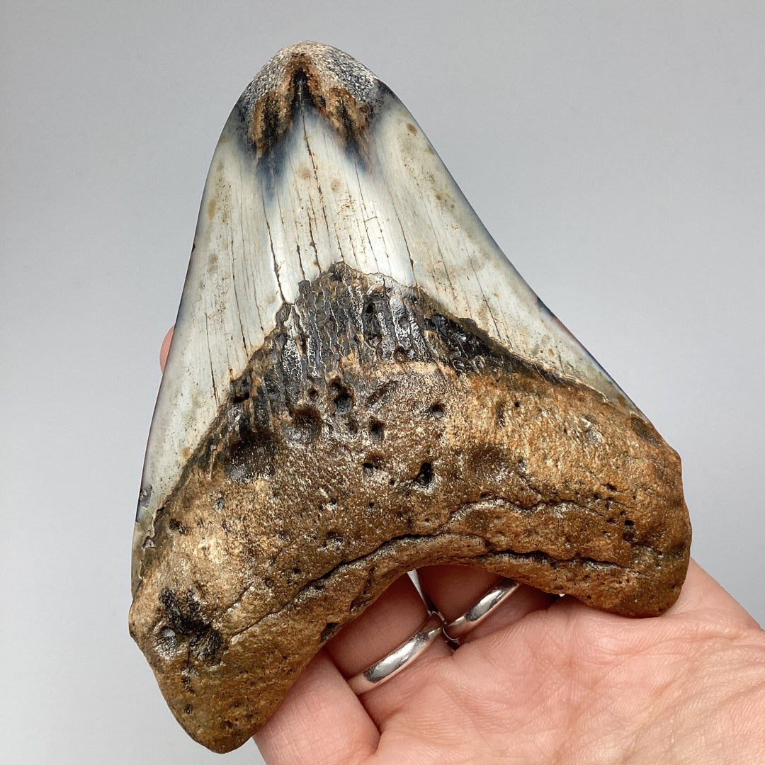 Fossilized Shark Tooth Specimen: Carcharodon Megalodon - Rocks and Gems Canada