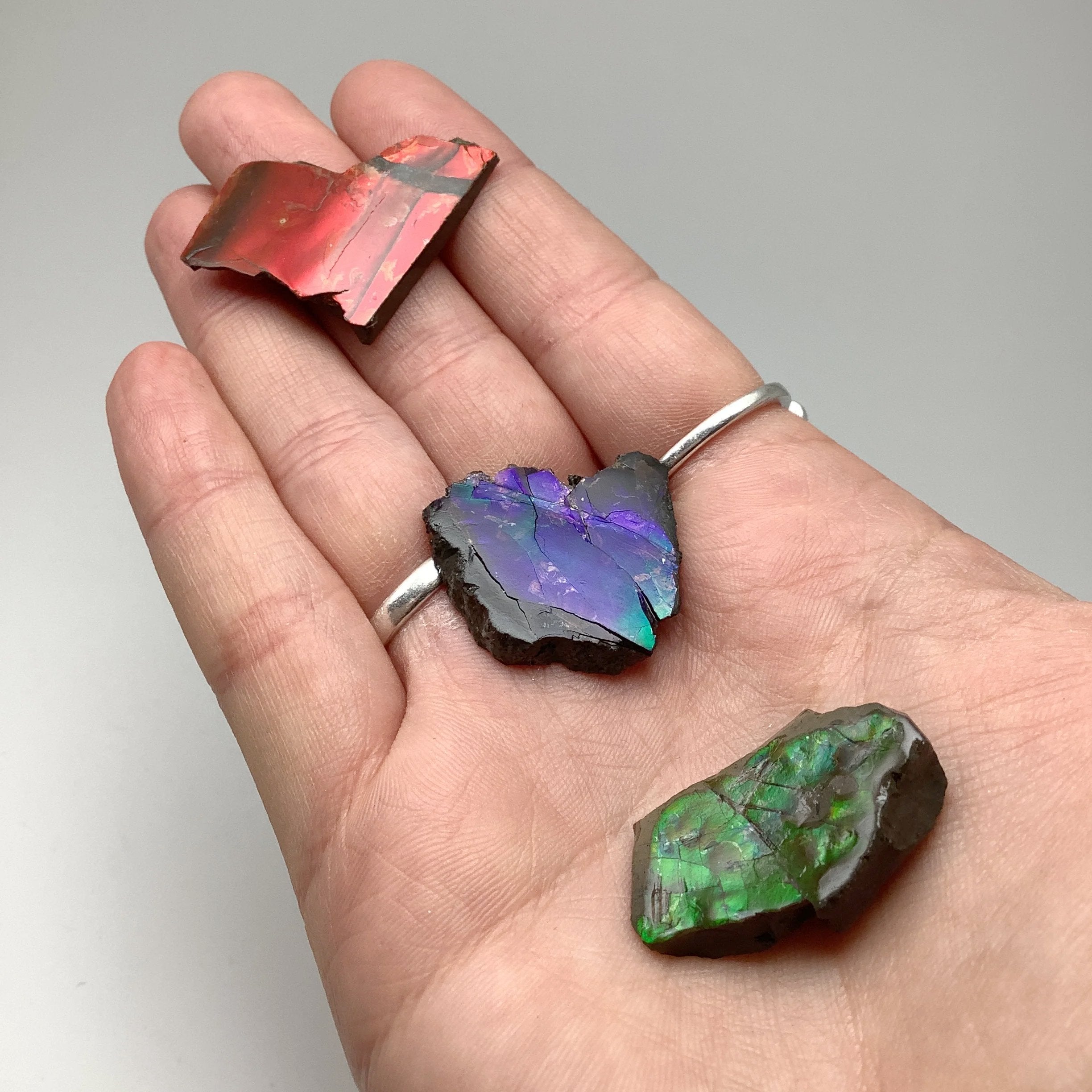 Ammolite Specimen - Rocks and Gems Canada