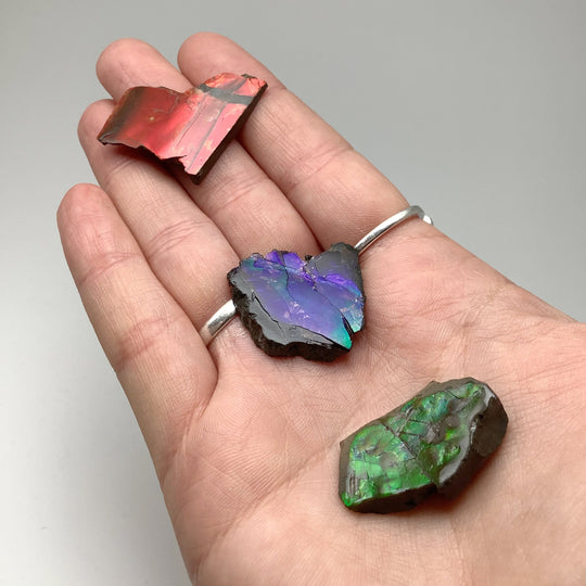 Ammolite Specimen - Rocks and Gems Canada