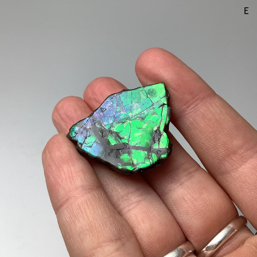 Ammolite Specimen - Rocks and Gems Canada