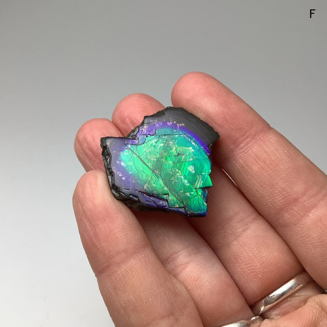 Ammolite Specimen - Rocks and Gems Canada