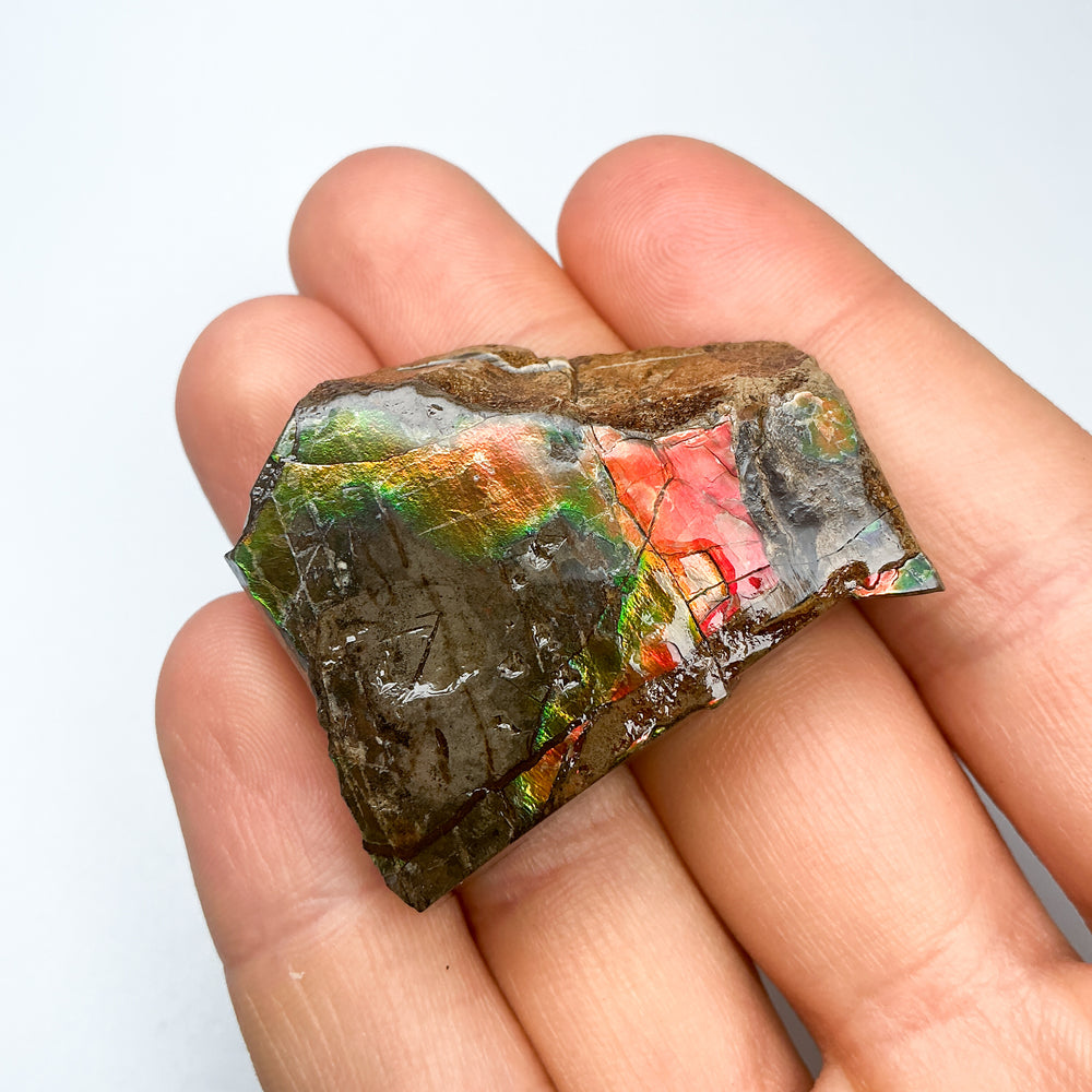 Ammolite Gem with Display Box