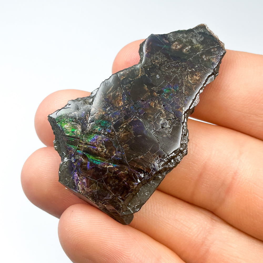 Ammolite Gem with Display Box-Rocks and Gems Canada