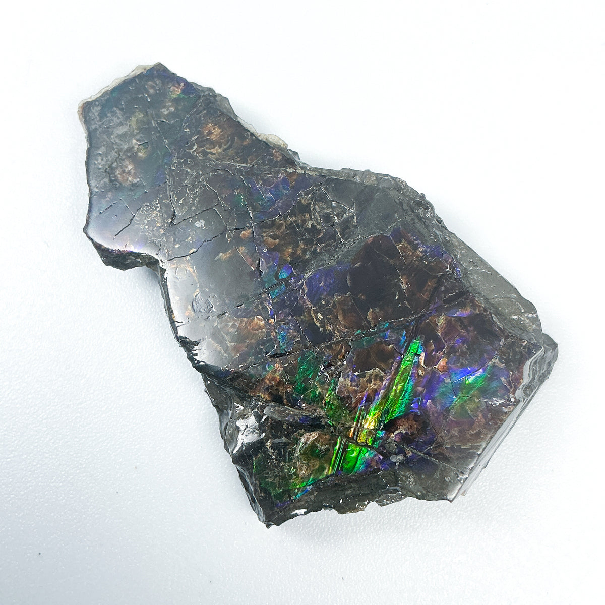Ammolite Gem with Display Box-Rocks and Gems Canada