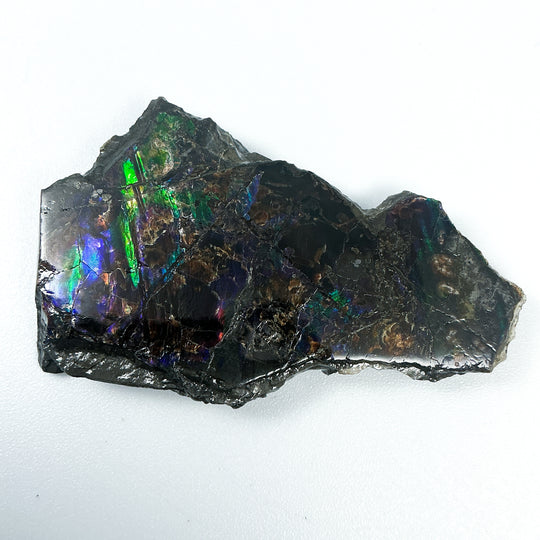Ammolite Gem with Display Box-Rocks and Gems Canada