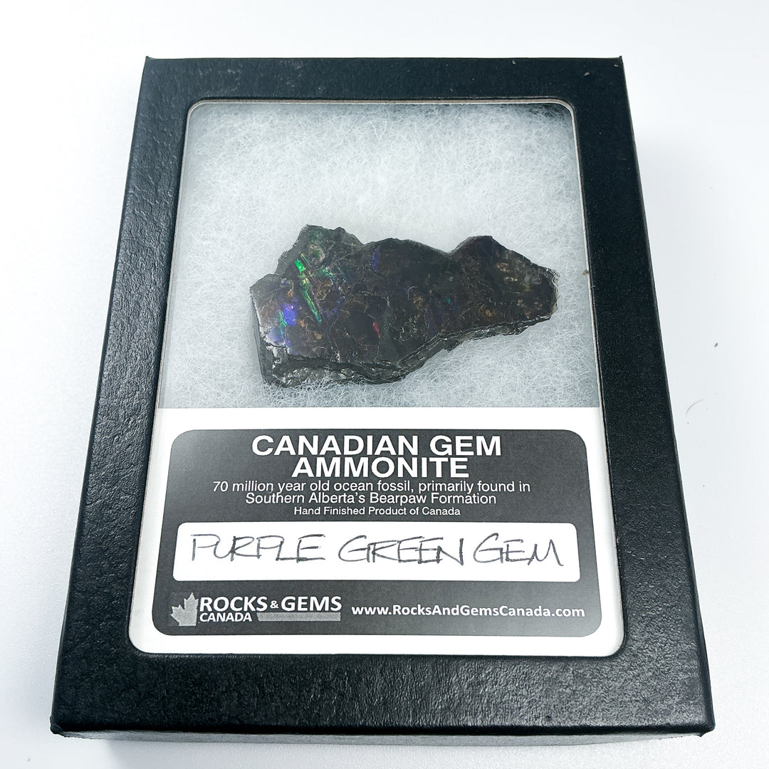 Ammolite Gem with Display Box-Rocks and Gems Canada