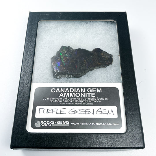 Ammolite Gem with Display Box-Rocks and Gems Canada