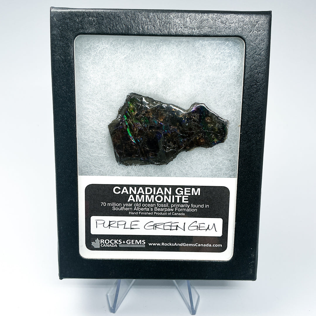 Ammolite Gem with Display Box-Rocks and Gems Canada